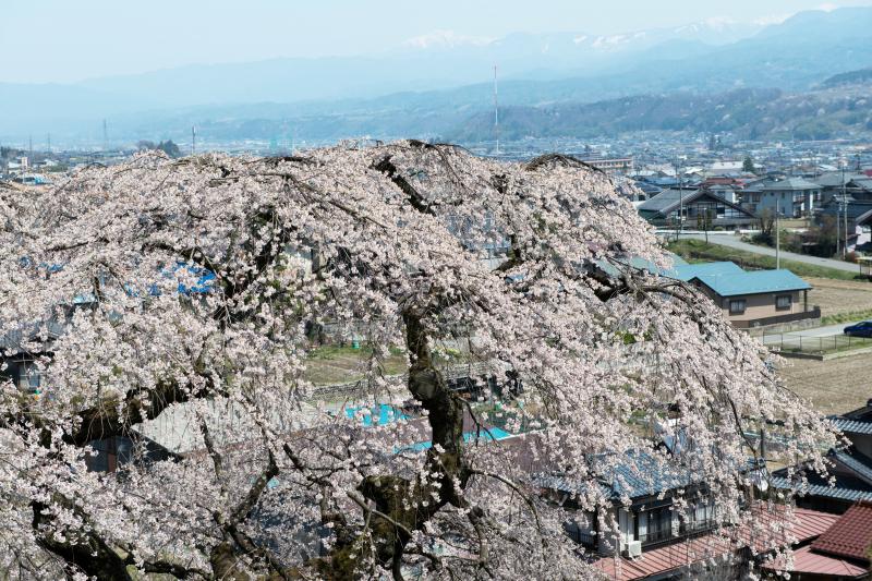 [ くよと桜の上から ]  街を見下ろしています。