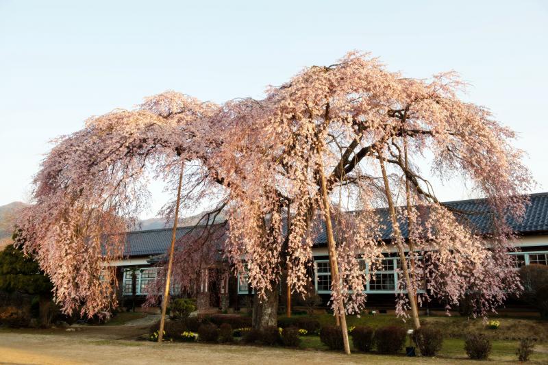 [ 杵原学校の枝垂桜 ]  