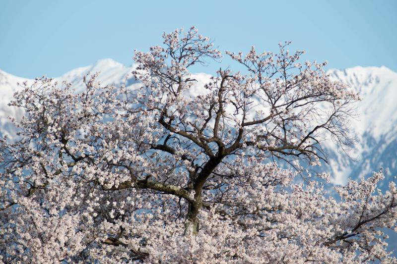 [ 残雪に手を伸ばし ]  