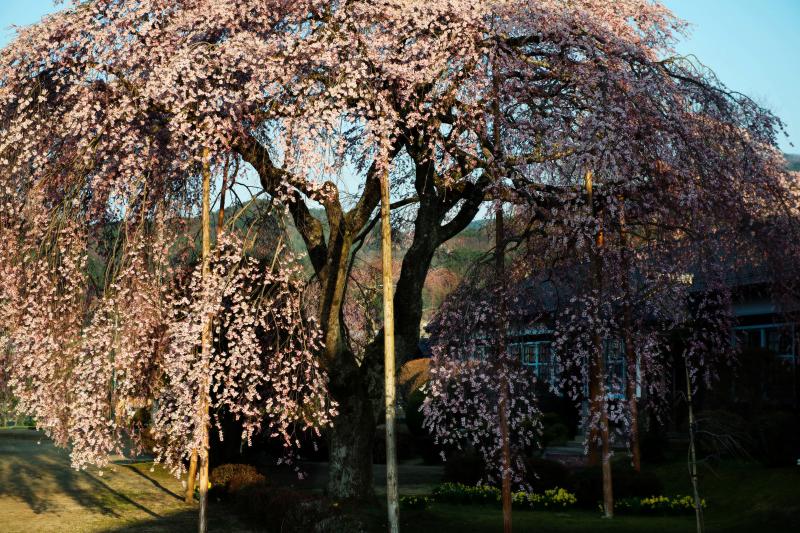 [ 杵原学校の枝垂桜 ]  