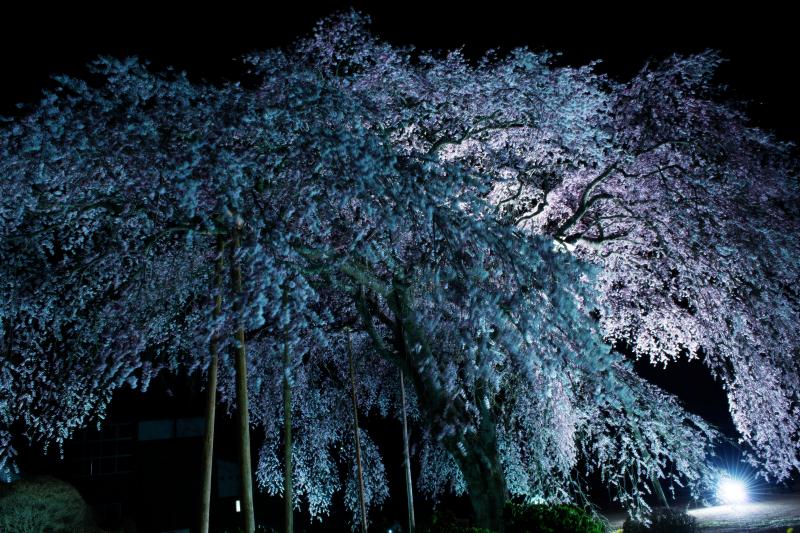 [ 杵原学校の枝垂桜 ]  