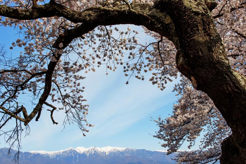 [ 望岳荘の桜と残雪 ]  残雪の山を背景に