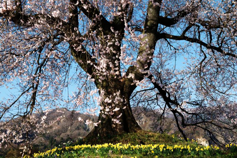 [ わに塚の桜とスイセン ]  賑やかな春のひとコマ