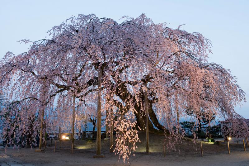 夕暮れのひととき| 陽が落ちはじめるとライトが灯ります。