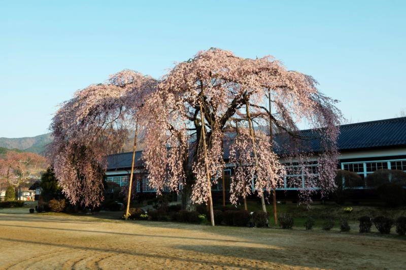 [ 青空と桜 ]  