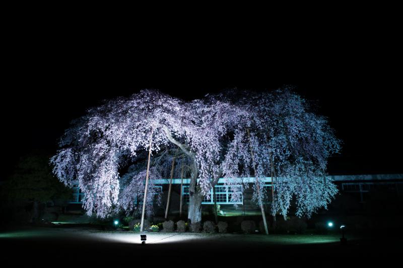 [ 杵原学校の枝垂桜 ]  