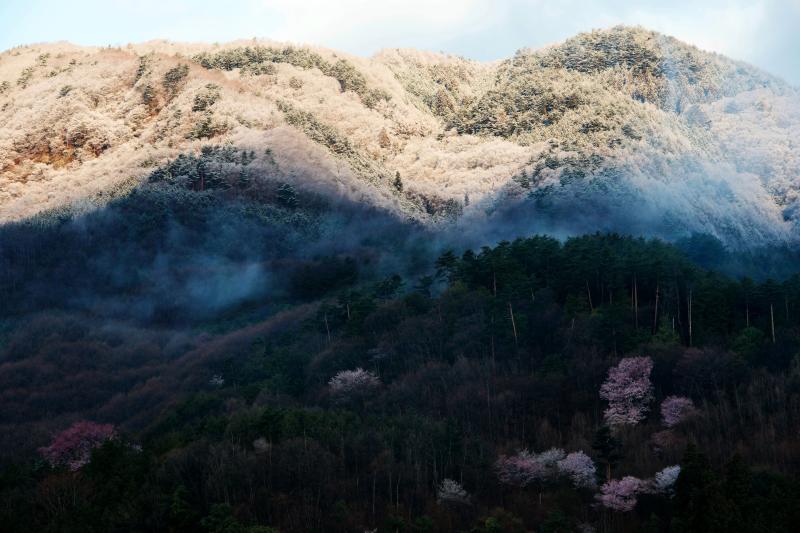 [ わに塚の桜 ]  