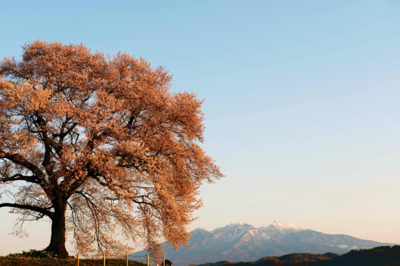 わに塚の桜 | 