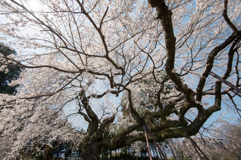 [ 桜の下で ]  横に伸びる枝が面白い