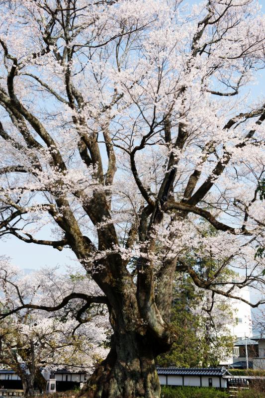 [ 長姫のエドヒガンの下で ]  とても背の高い桜です。