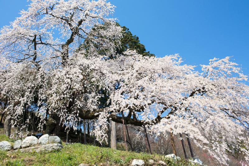 [ 一度見たら忘れない ]  横に長い桜です。