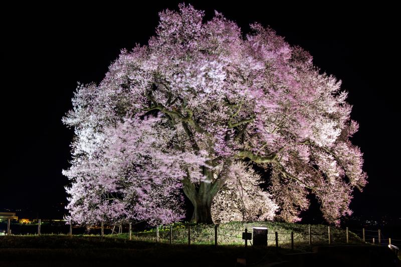 [ 妖艶 ]  風に揺れているわに塚の桜