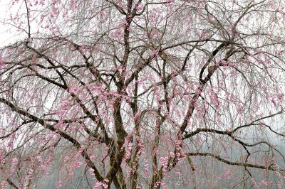 繊細な枝垂れ| 秩父は枝垂桜の名所が多いです。