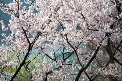 ブルーの湖面と桜| 爽やかな桜の風景