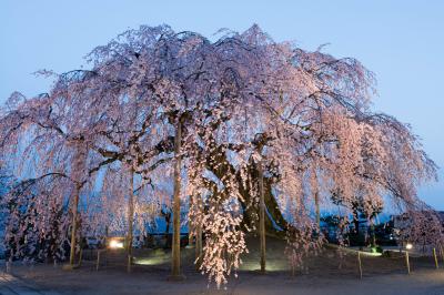 夜の光に揺れる| 日没近く、桜のライトアップが始まりました。