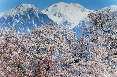 中央アルプスの巨大さ| 桜の上に聳えています。