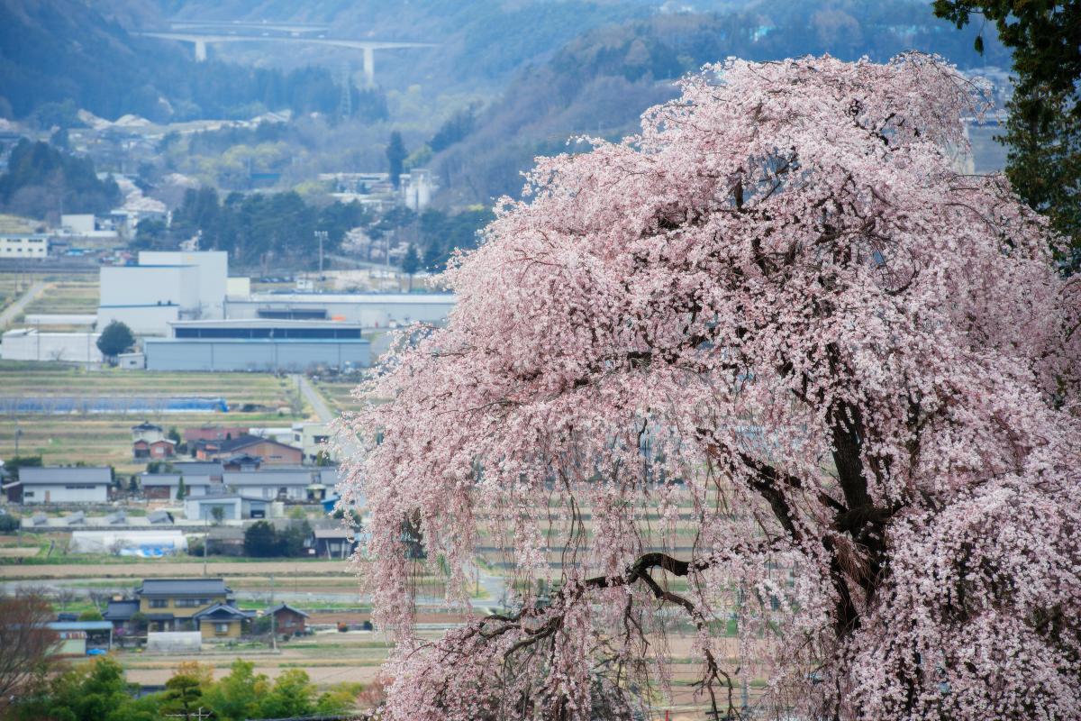 吉瀬のしだれ桜 ピクスポット 絶景 風景写真 撮影スポット 撮影ガイド カメラの使い方