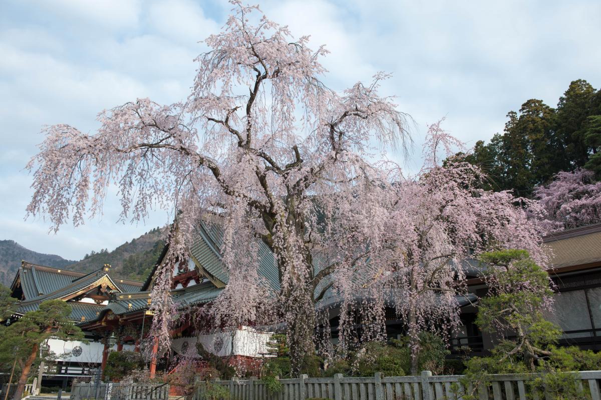 身延山 久遠寺のしだれ桜 ピクスポット 絶景 風景写真 撮影スポット 撮影ガイド カメラの使い方