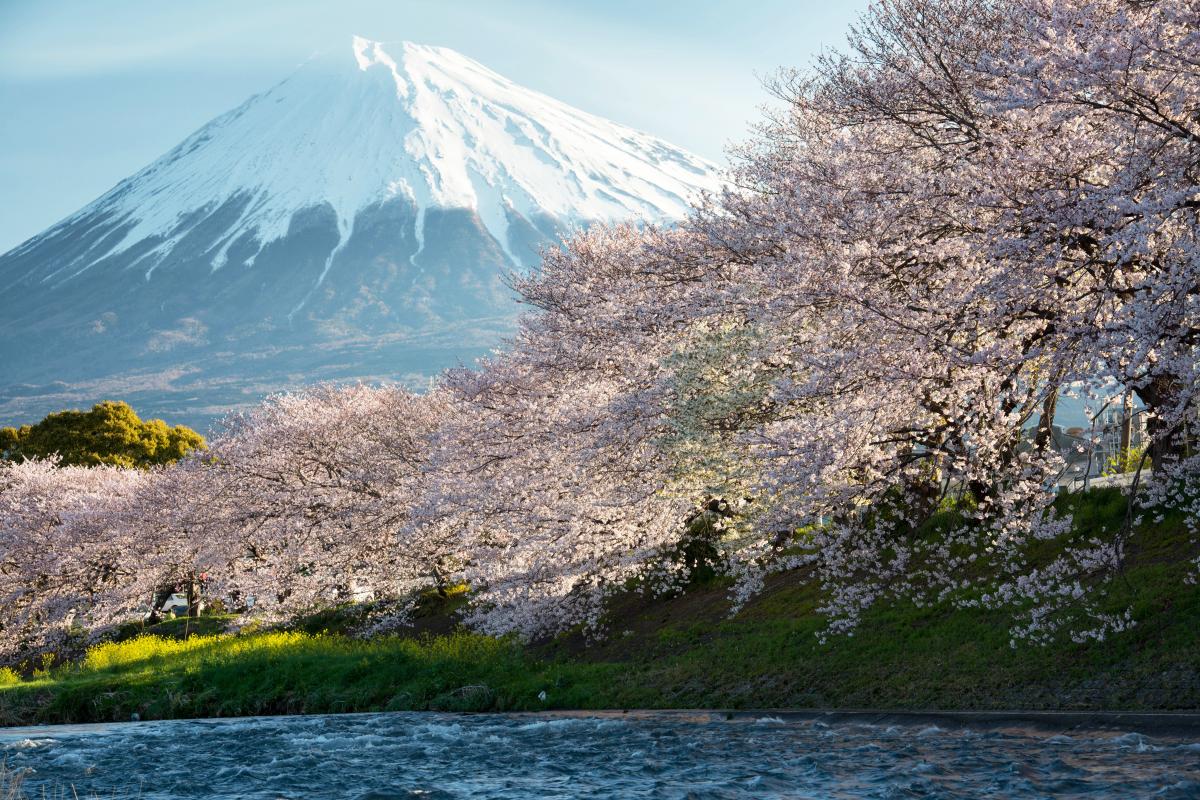 雄大な富士山と桜並木の絶景 龍巌淵の桜 ピクスポット 絶景 風景写真 撮影スポット 撮影ガイド カメラの使い方