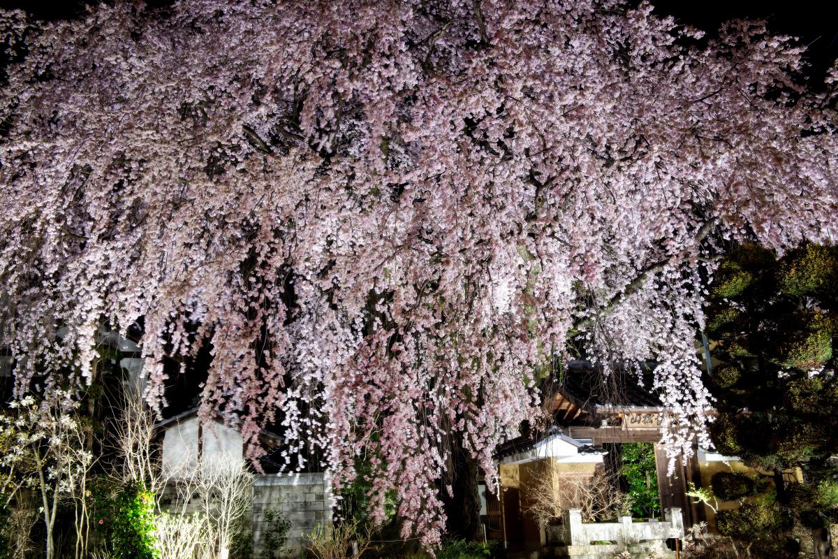黄梅院の紅しだれ桜 ピクスポット 絶景 風景写真 撮影スポット 撮影ガイド カメラの使い方