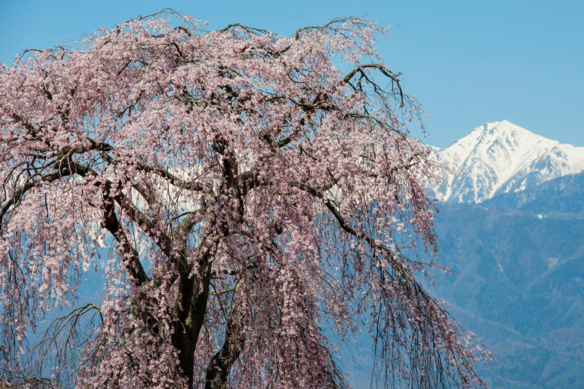 残雪と古木 時の流れを感じる桜です。