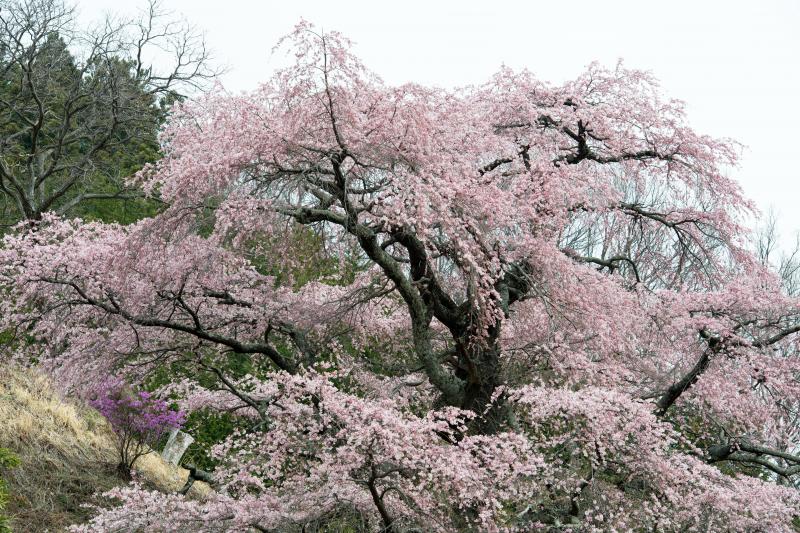 [ 西丸尾の桜 ]  