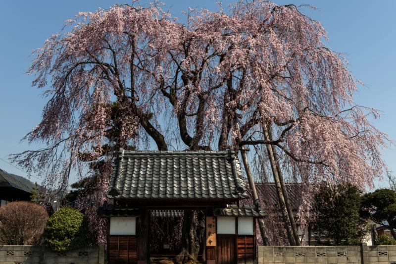 天蓋| 寺を覆うような迫力