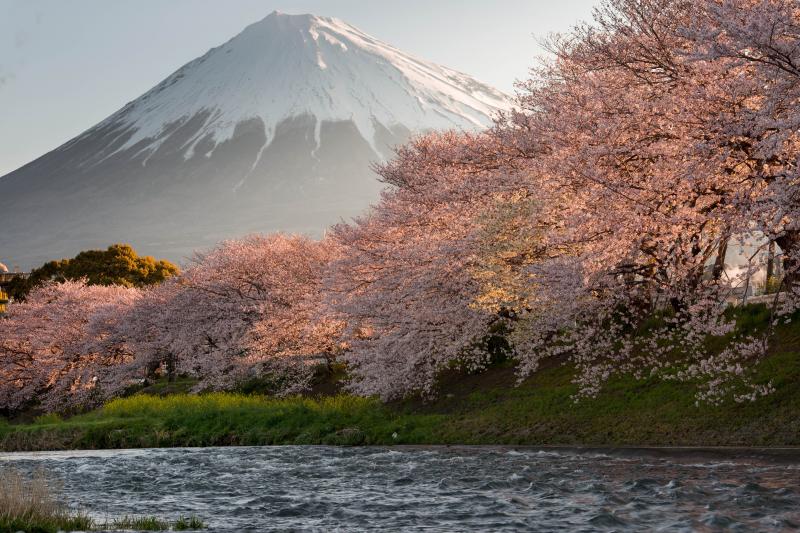 [ 朝日に染まる桜たち ]  雄大な富士山をバックに、桜が朝日で赤く染まります。