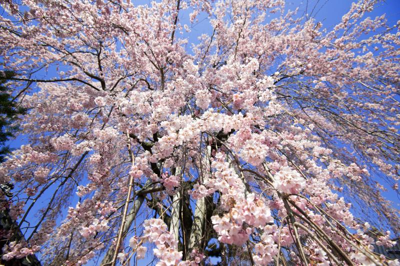 [ 天蓋 ]  空から桜が降ってきます。