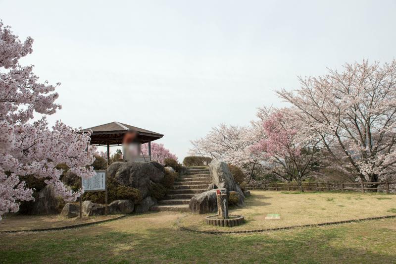 [ 大草城址公園の桜 ]  