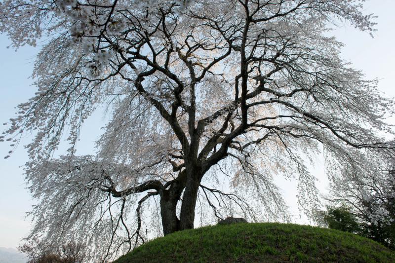 [ 古墳の上から街を見下ろし ]  半円形の古墳の上でこの地を見守っている桜。