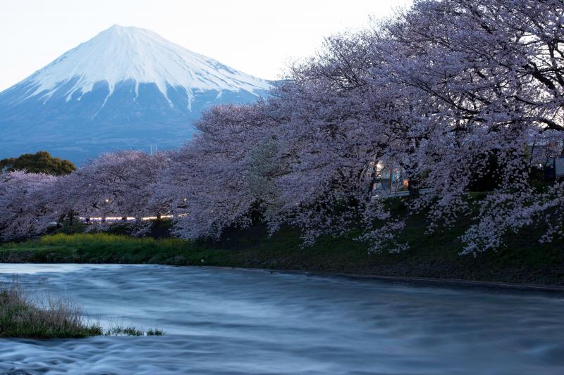 [ 龍巌淵の桜 ]  