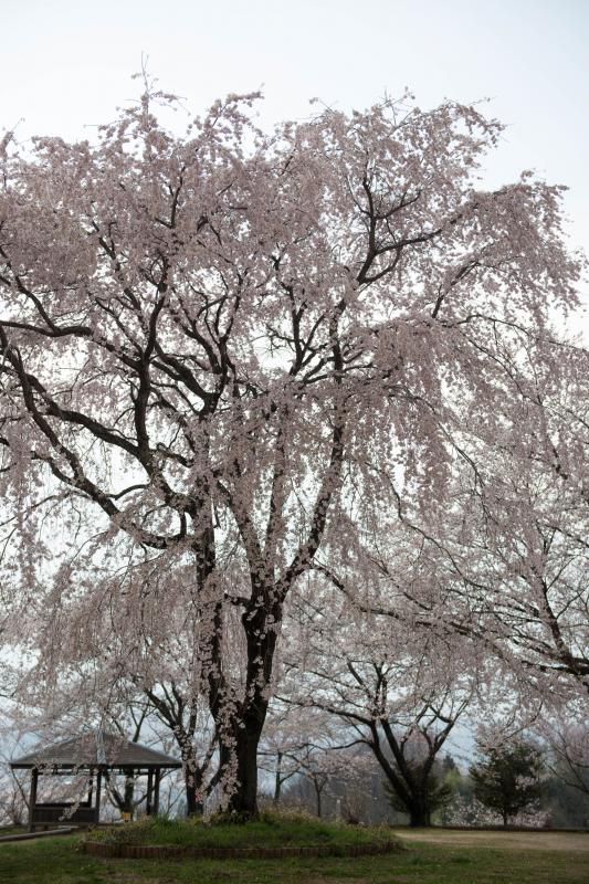 [ 大草城址公園の桜 ]  