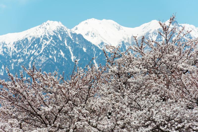 [ 大草城址公園の桜 ]  