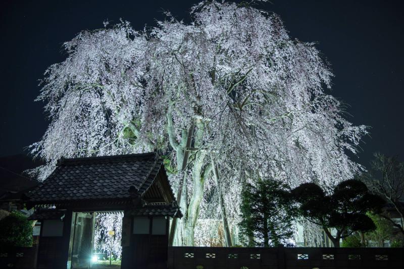 [ 増泉寺の桜 ]  