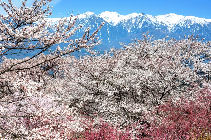 [ 春の絶景 ]  桜の森と残雪の中央アルプス。言葉にならない美しさ。