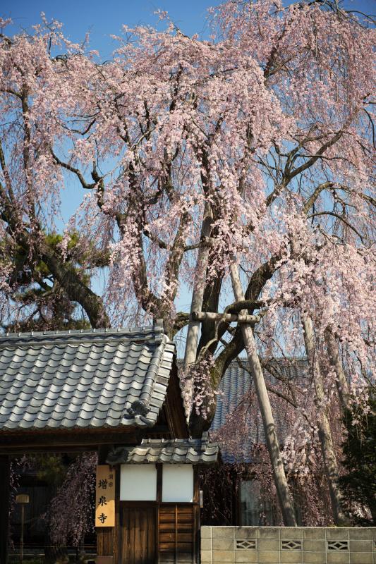 [ 増泉寺の桜 ]  