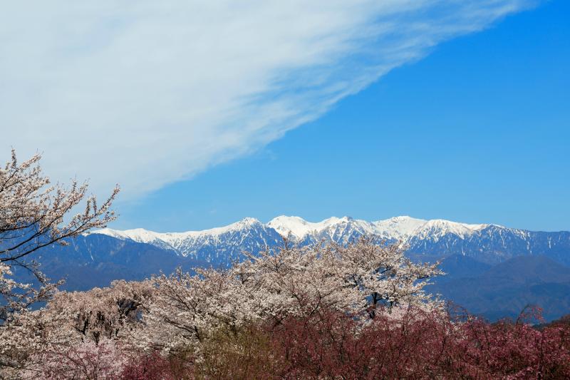 [ 大草城址公園の桜 ]  