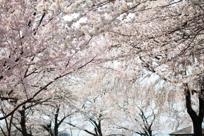 [ 溢れるように咲き競う ]  公園内は桜だらけ