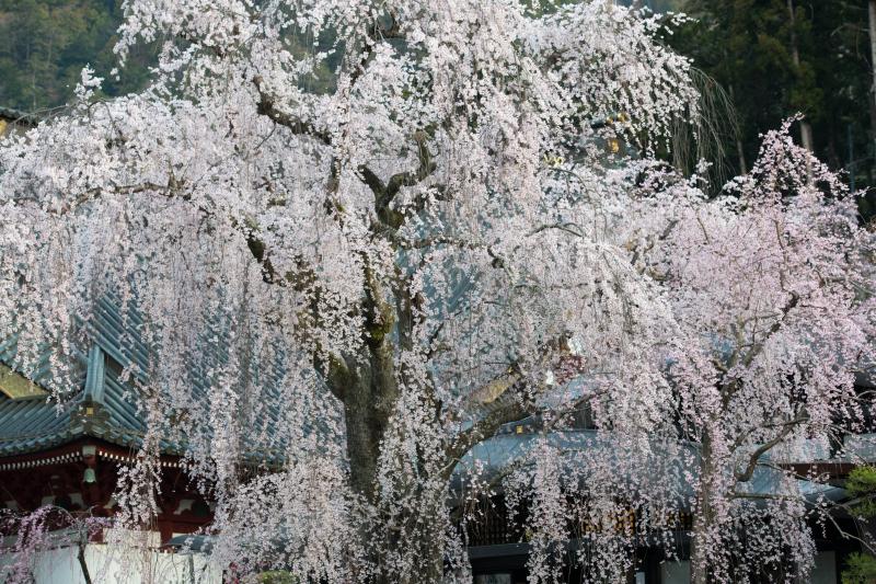 身延山 久遠寺のしだれ桜 ピクスポット 絶景 風景写真 撮影スポット 撮影ガイド カメラの使い方
