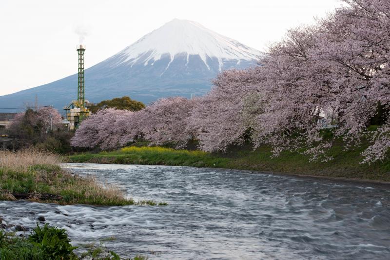 [ 龍巌淵の桜 ]  