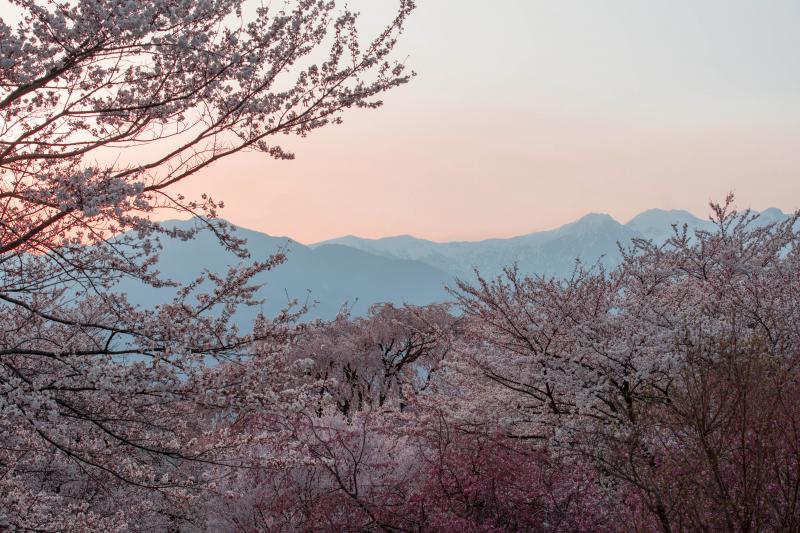 [ 夕暮れの桜と中央アルプス ]  美しい色彩