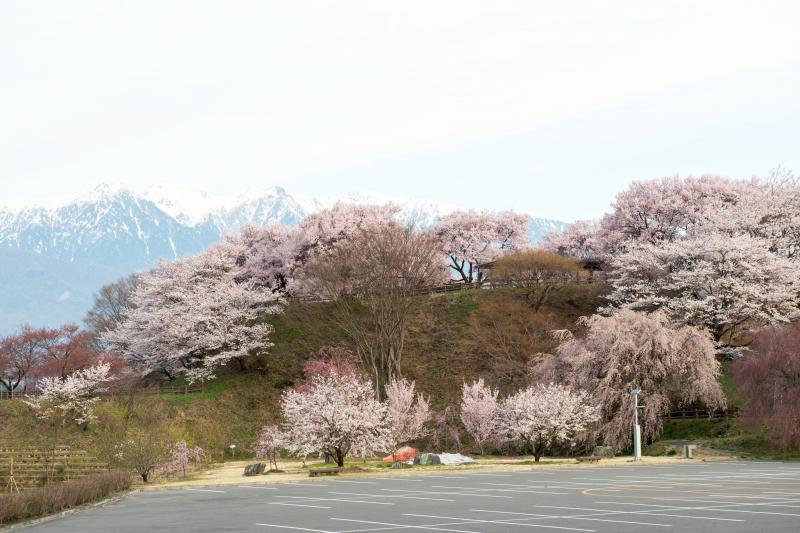 [ 大草城址公園の桜 ]  