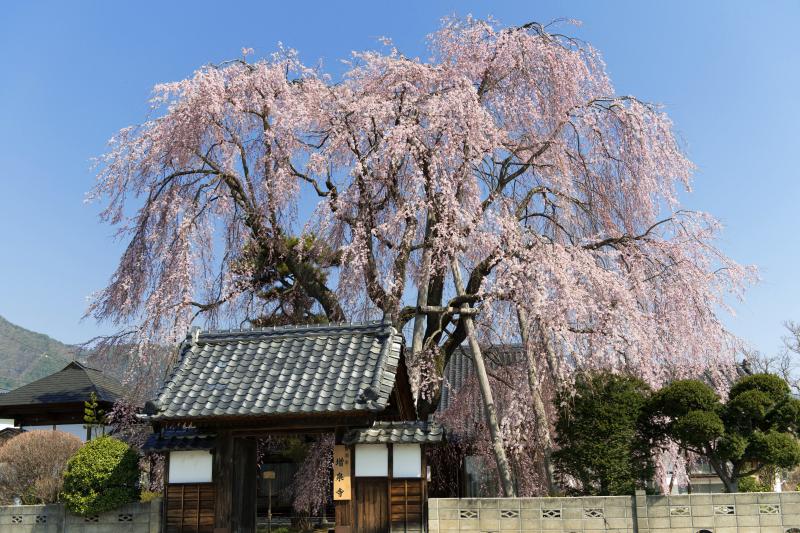 [ 青空が良く似合う ]  形の良さが印象的なさくら