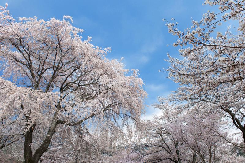 [ 大草城址公園の桜 ]  