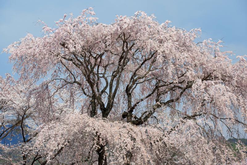 [ 大草城址公園の桜 ]  