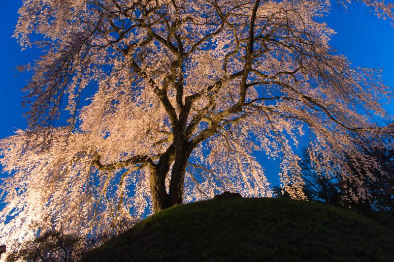 [ 濃紺の空と石塚桜 ]  古墳の上で静かに花を咲かせています。