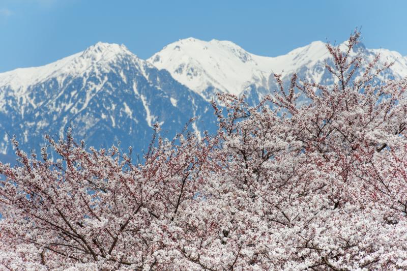 [ 春の到来 ]  華やかな春がやって来ました。残雪の山々が美しい。