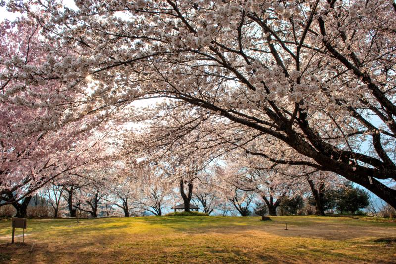[ 桜のトンネル ]  広場が桜で覆われています。