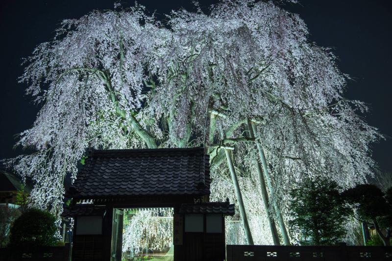 [ 闇に浮かぶ桜 ]  ライトアップで幻想的に。風が穏やかな夜でした。